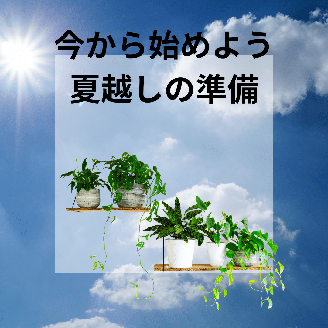 6月の観葉植物お手入れ方法｜ 剪定・水やり・置き場所の工夫と夏越し準備
